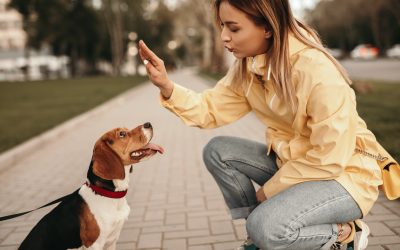 Gain Confidence With Private Puppy Training Orange County CA at Your Pace