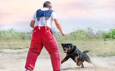 Transform Your Pet’s Obedience Using Dog Training Services Ocala FL Tailored Solutions