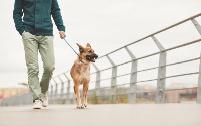 Essential Benefits When Working With Experienced Dog Trainers Boca Raton FL Residents Trust