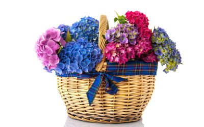 Surprise Loved Ones With Birthday Flowers Montgomery, TX Residents Choose for Joyful Celebrations