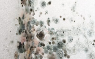 Benefits of Choosing Local Experts for Mold Remediation in Orland Park, IL